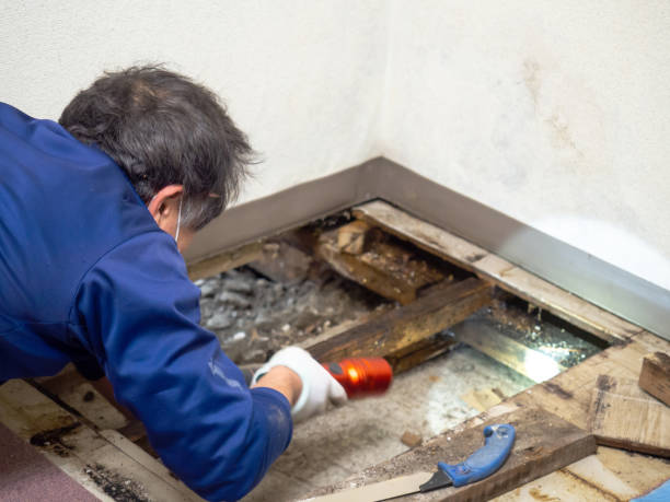 Best Commercial Mold Removal  in San Juan Bautista, CA