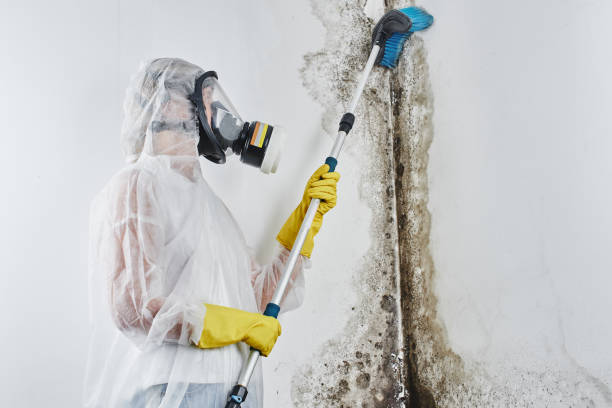 Professional Mold Removal in San Juan Bautista, CA