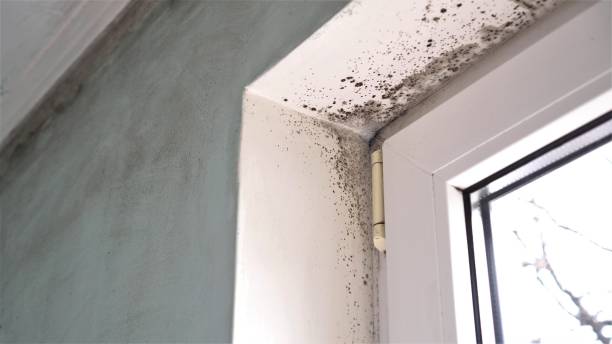 Best Certified Mold Removal  in San Juan Bautista, CA