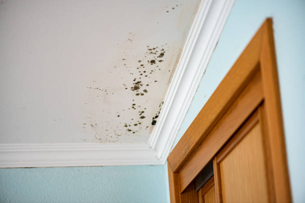 Best Mold Testing  in San Juan Bautista, CA