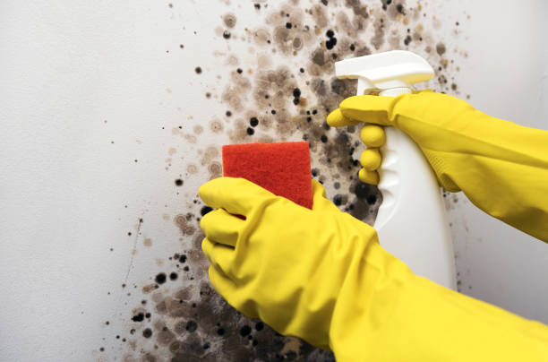 Best Toxic Mold Removal  in San Juan Bautista, CA
