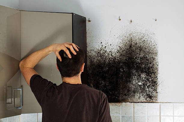 Best Office Mold Removal Services  in San Juan Bautista, CA